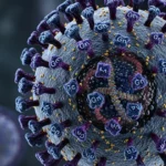 Andes Virus: Symptoms, Transmission, Risks, and Prevention Explained